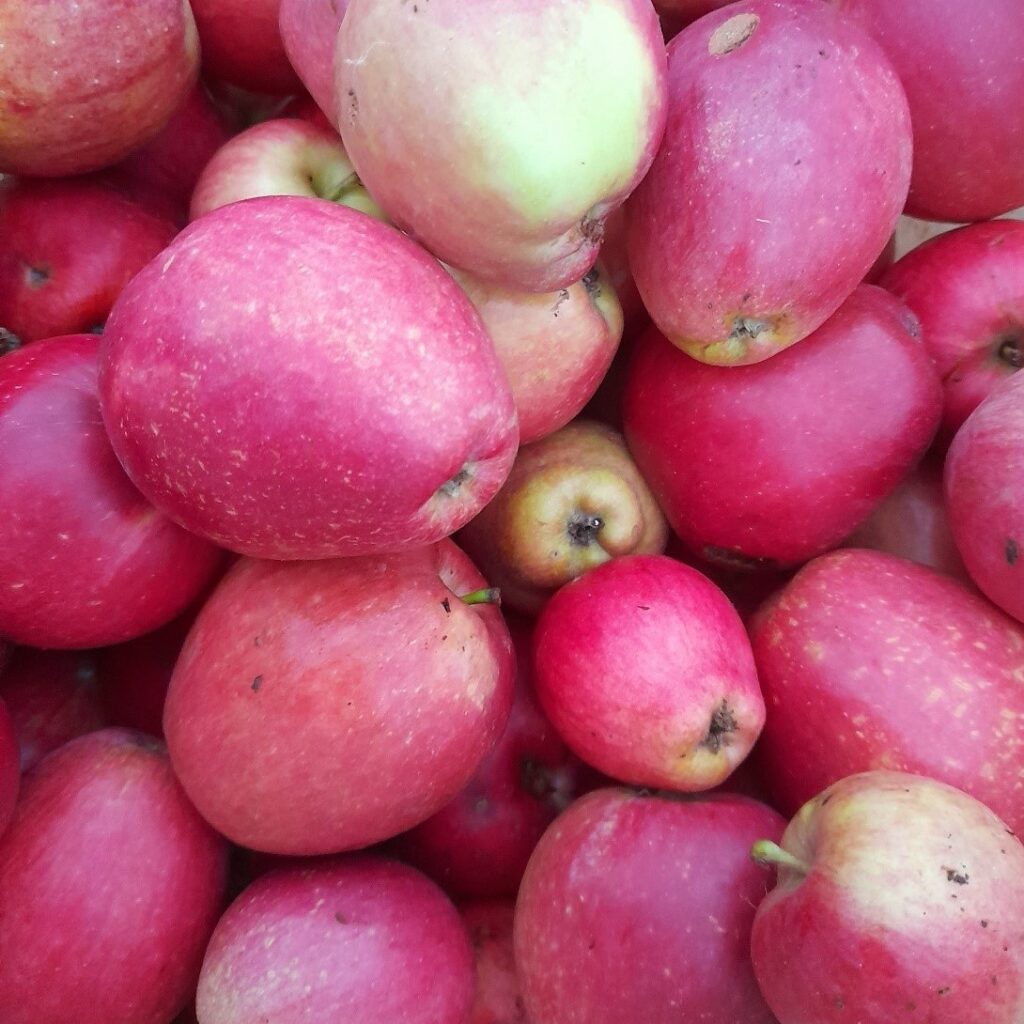 Das Foto zeigt Äpfel, die im Sommer 2022 im Permakulturgarten am Campus Riedberg geerntet wurden.